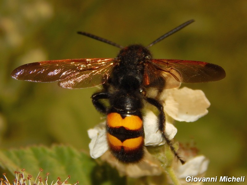 Scolia cfr. fuciformis